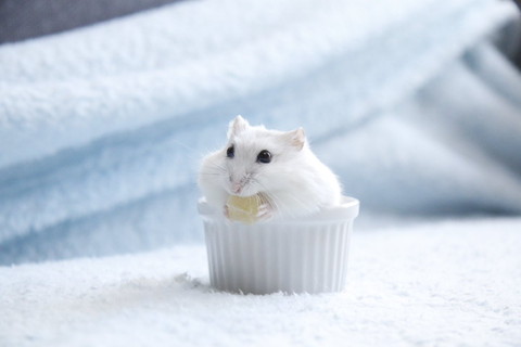 お皿に入ってごはん食べてるハム