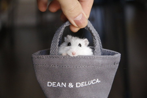 小さいカバンに入るハム，