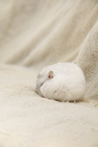 丸くなってるハム横から