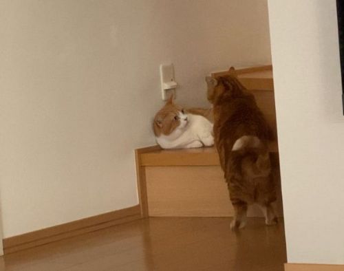 最後につかまるきなこ