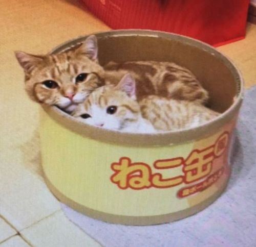猫缶
