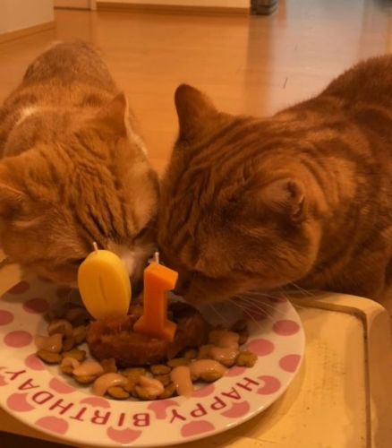 ケーキおいしい