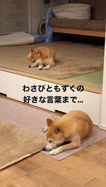 大好きな言葉でシンクロする柴