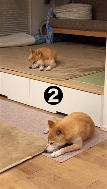 大好きな言葉でシンクロする柴