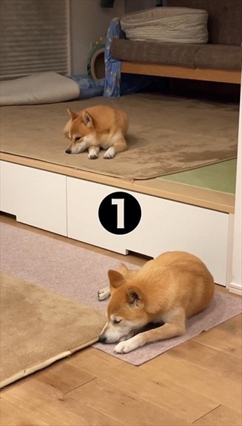 大好きな言葉でシンクロする柴