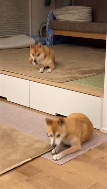 大好きな言葉でシンクロする柴