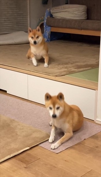 大好きな言葉でシンクロする柴