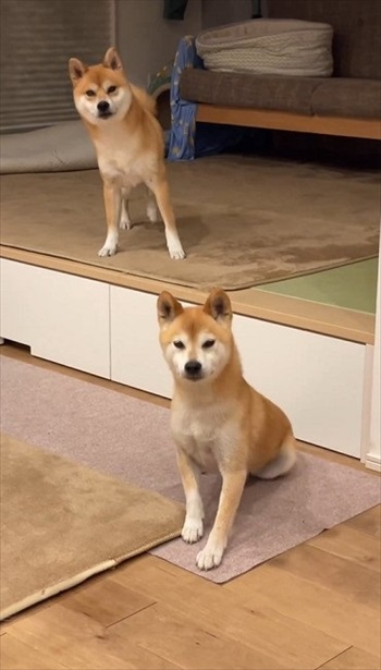 大好きな言葉でシンクロする柴