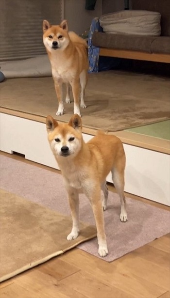 大好きな言葉でシンクロする柴