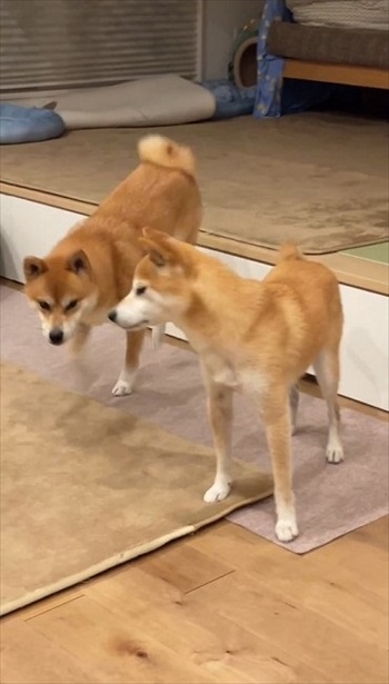 大好きな言葉でシンクロする柴