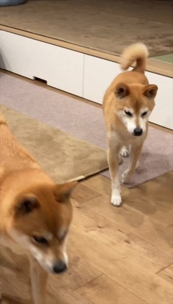 大好きな言葉でシンクロする柴