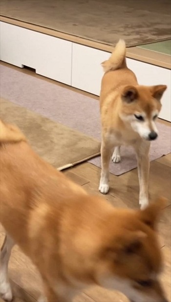 大好きな言葉でシンクロする柴