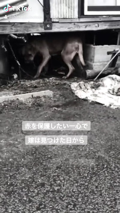 土佐犬との出会い