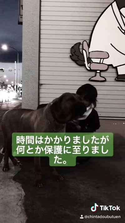 土佐犬との出会い
