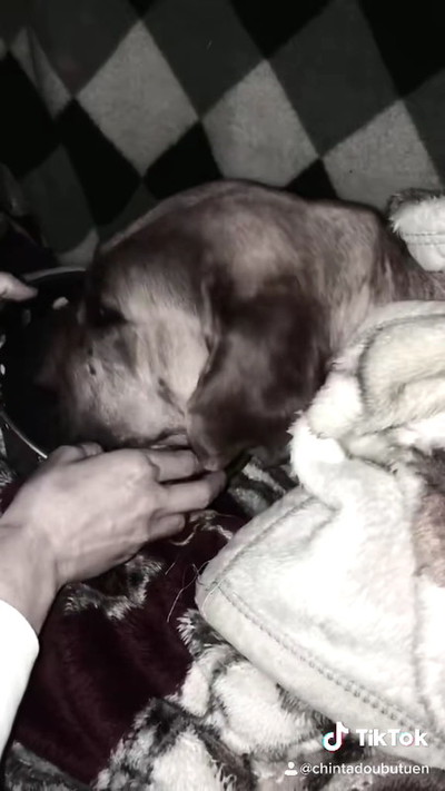 土佐犬との出会い