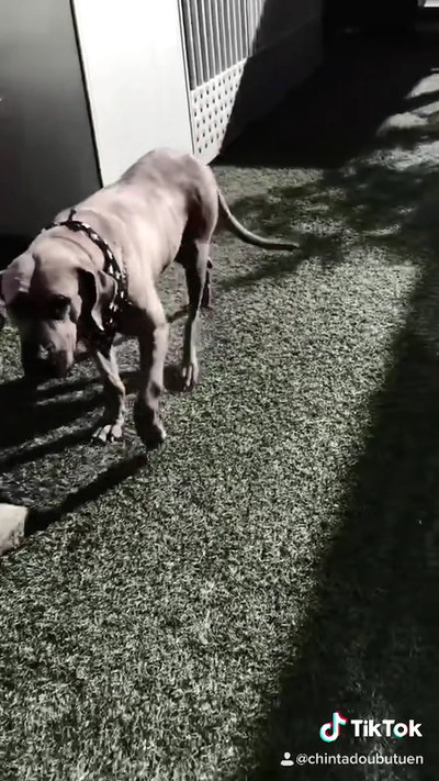 土佐犬との出会い