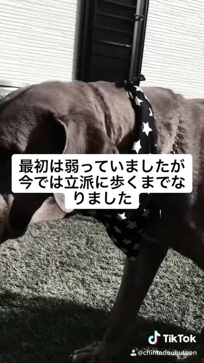 土佐犬との出会い
