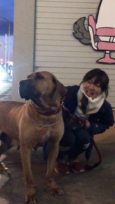 寄り添う土佐犬