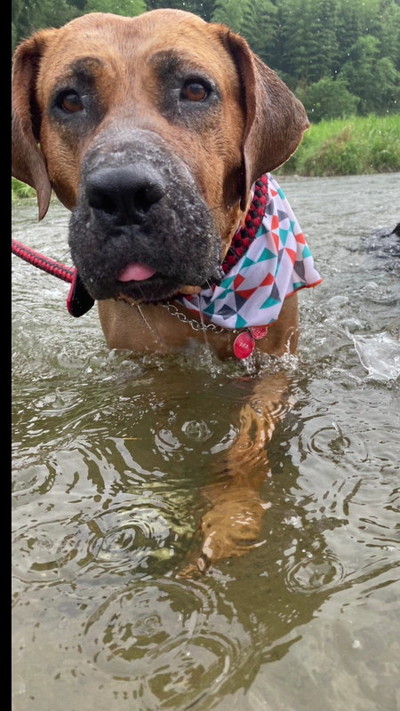 散歩する土佐犬