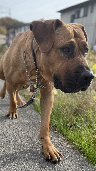 散歩する土佐犬2