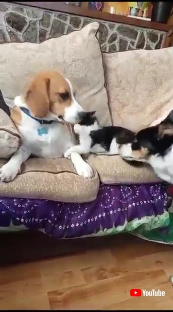 遊んでほしいこねこ