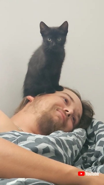 パパの顔に乗る子猫