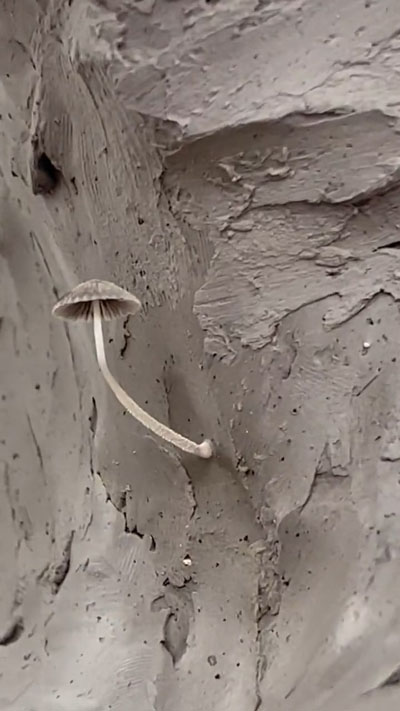 のどからキノコ