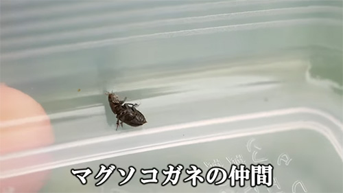 マグソコガネ