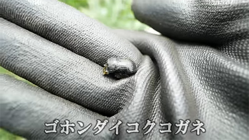 ゴホンダイコクコガネ