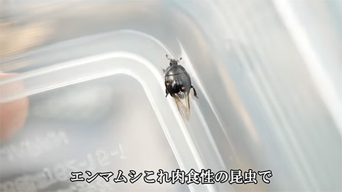 エンマムシ