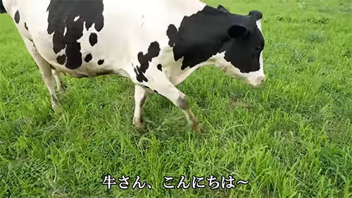 ウシさんこんにちは