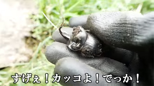 ダイコクコガネ発見