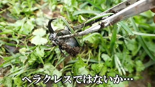 大型のダイコクコガネ