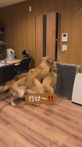 犬