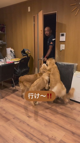 パパの帰りを喜ぶワンコたち