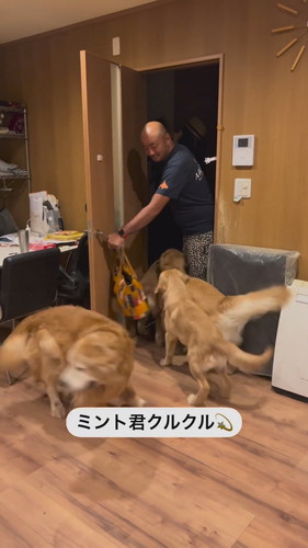 パパの帰りを喜ぶワンコたち