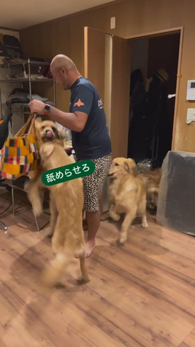 パパの帰りを喜ぶワンコたち