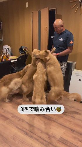 パパの帰りを喜ぶワンコたち