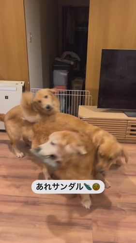 パパの帰りを喜ぶワンコたち