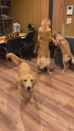 パパの帰りを喜ぶワンコたち