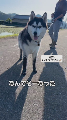 「『自由』に育てたハスキーの人生がパリピ過ぎた」