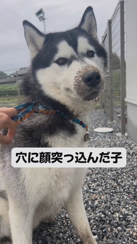 「『自由』に育てたハスキーの人生がパリピ過ぎた」