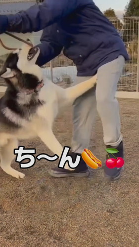 「『自由』に育てたハスキーの人生がパリピ過ぎた」