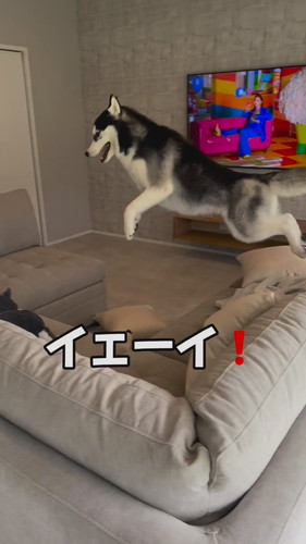 「『自由』に育てたハスキーの人生がパリピ過ぎた」