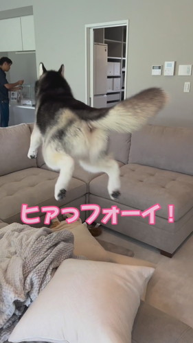 「『自由』に育てたハスキーの人生がパリピ過ぎた」