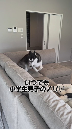 「『自由』に育てたハスキーの人生がパリピ過ぎた」