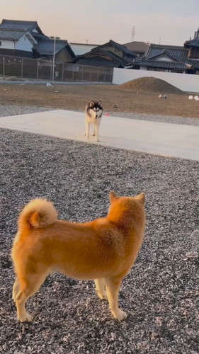 「『自由』に育てたハスキーの人生がパリピ過ぎた」