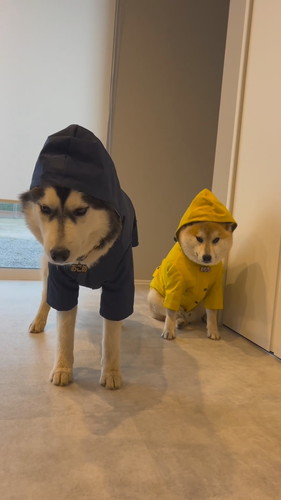 「『自由』に育てたハスキーの人生がパリピ過ぎた」