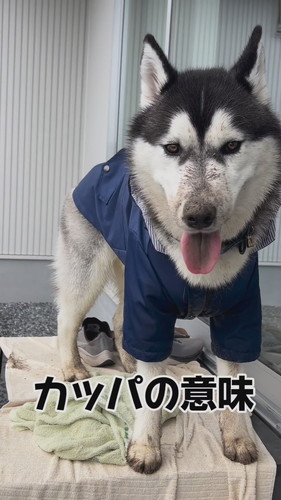 「『自由』に育てたハスキーの人生がパリピ過ぎた」