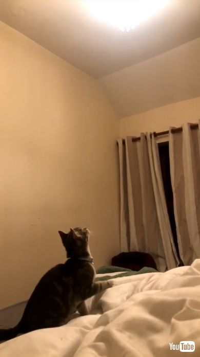 寝室の天井を見つめる猫